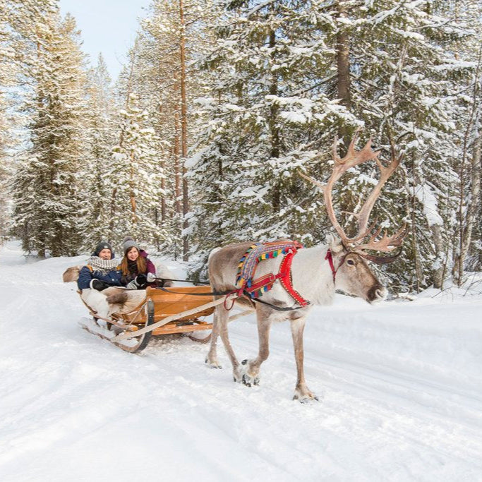 Reindeer sleigh ride