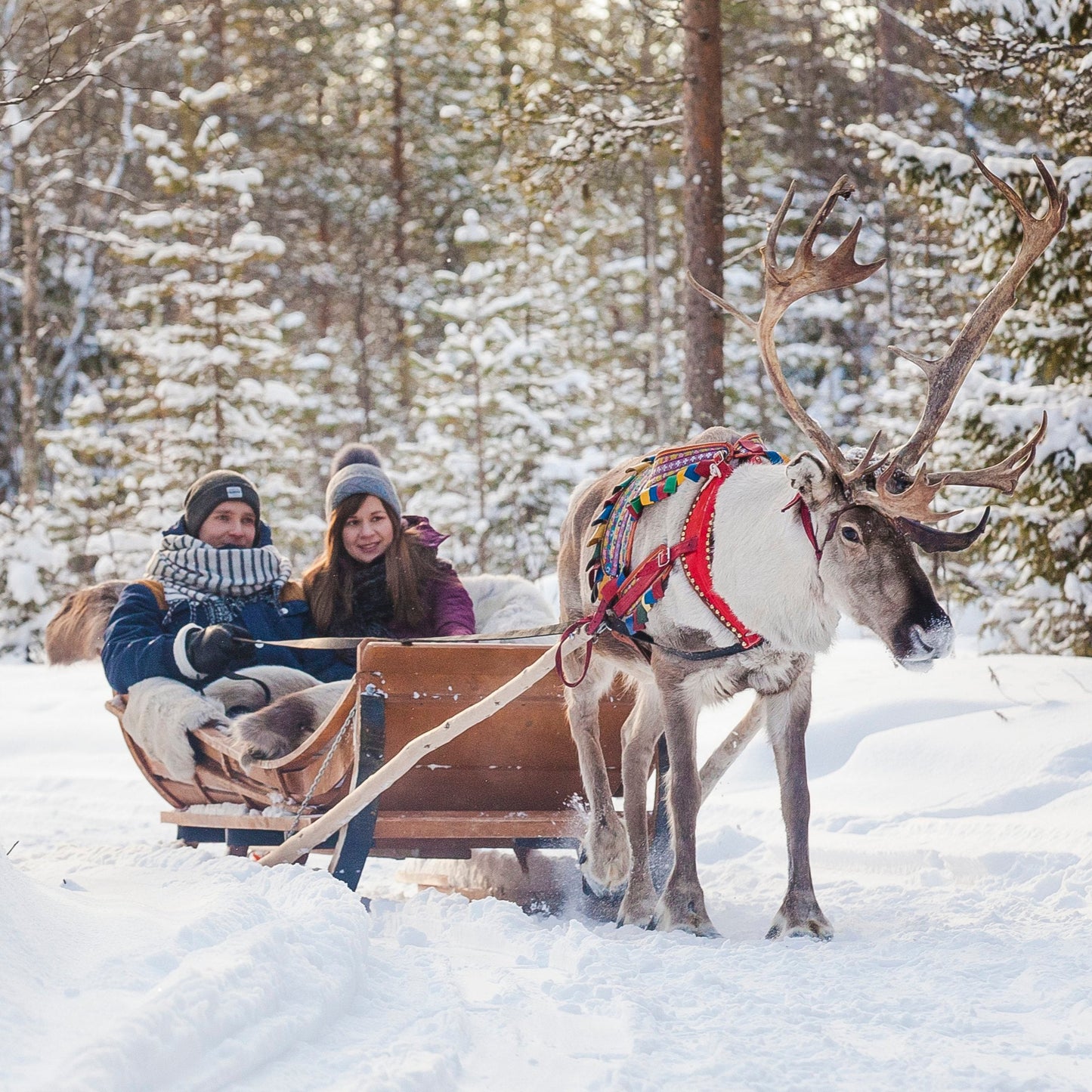 Reindeer sleigh ride