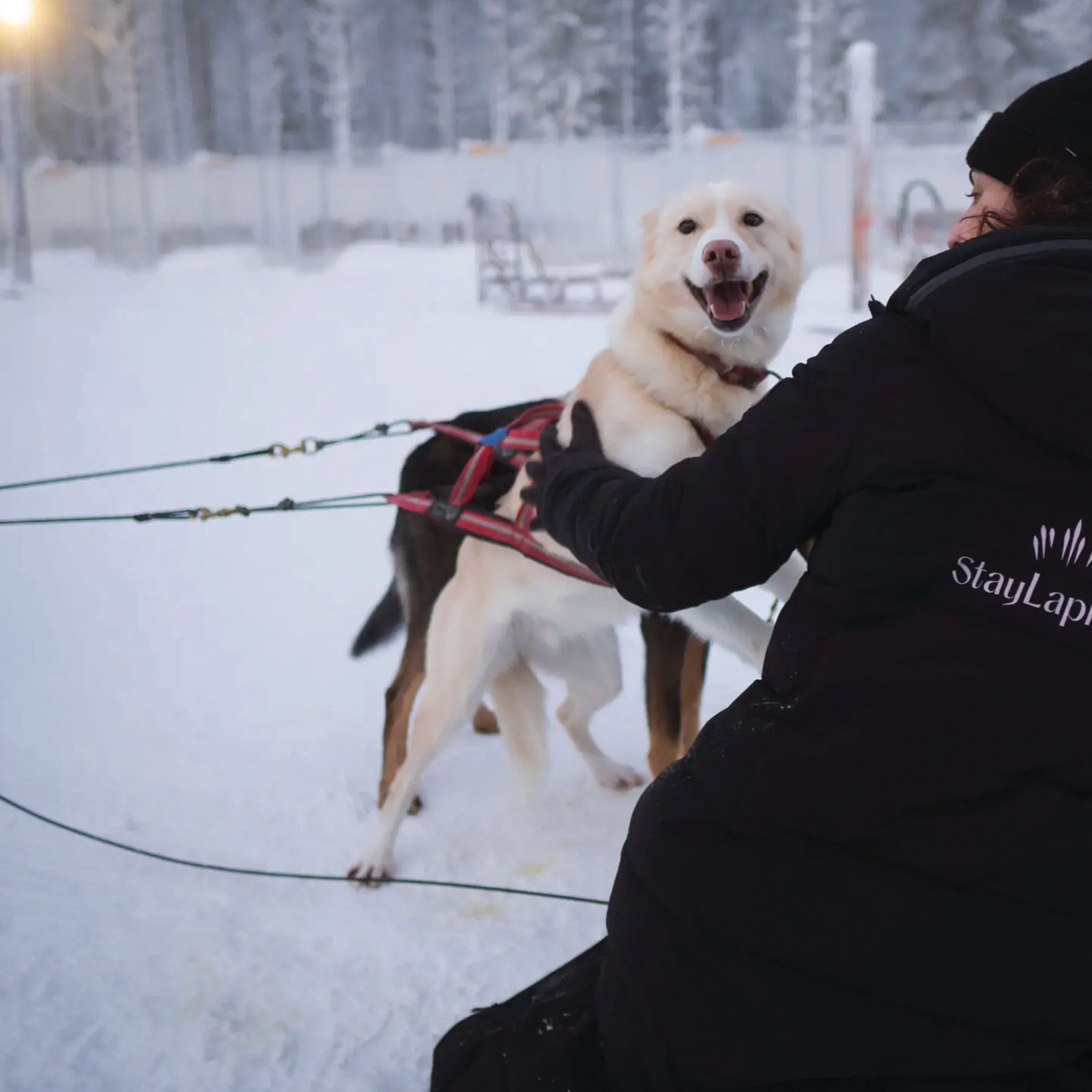 Arctic Paws — 2 km Family - Friendly Husky Ride at Lapland Winter Park - Lapland Winter Park