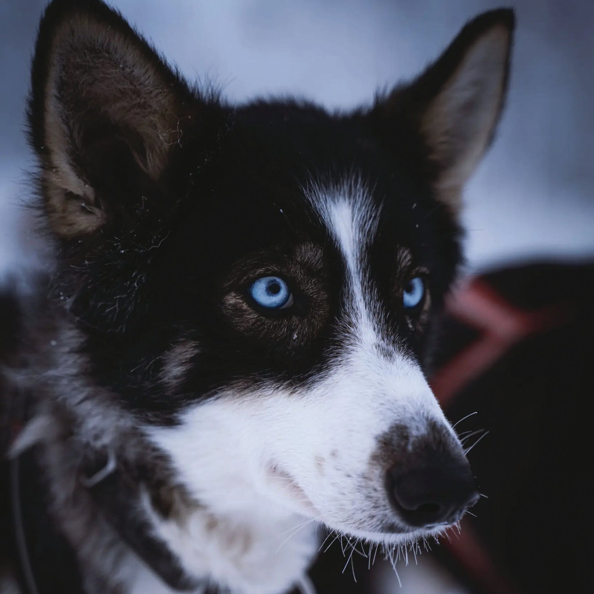Arctic Paws — 2 km Family - Friendly Husky Ride at Lapland Winter Park - Lapland Winter Park