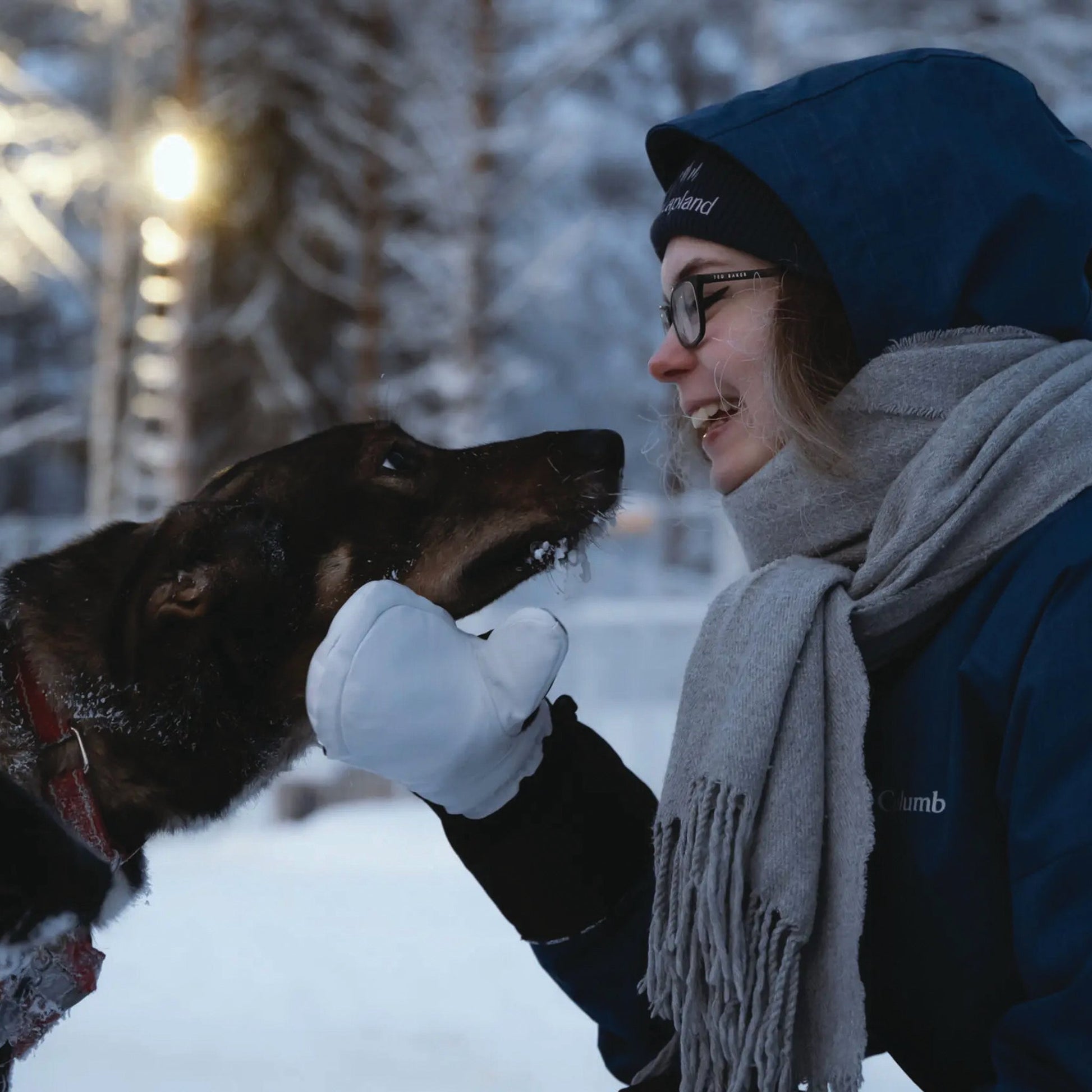 Arctic Paws — 2 km Family - Friendly Husky Ride at Lapland Winter Park - Lapland Winter Park