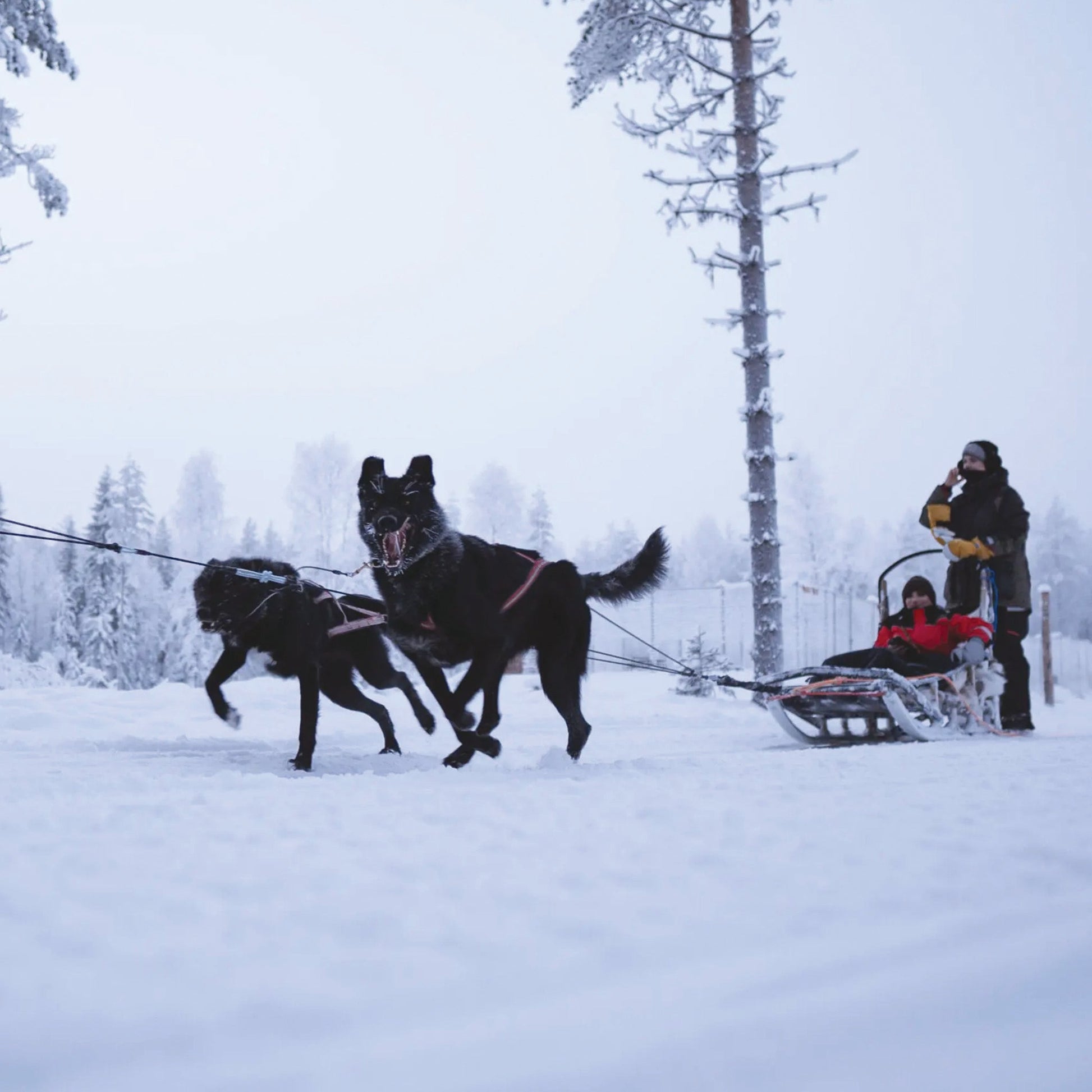 Arctic Paws — 2 km Family - Friendly Husky Ride at Lapland Winter Park - Lapland Winter Park