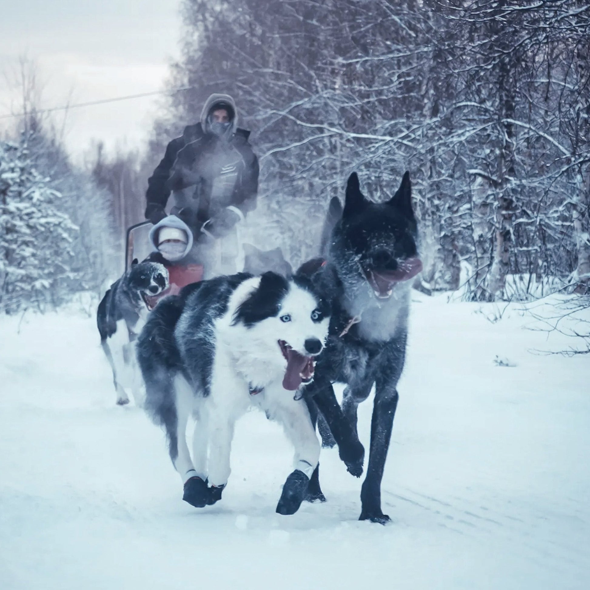 Arctic Paws — 2 km Family - Friendly Husky Ride at Lapland Winter Park - Lapland Winter Park