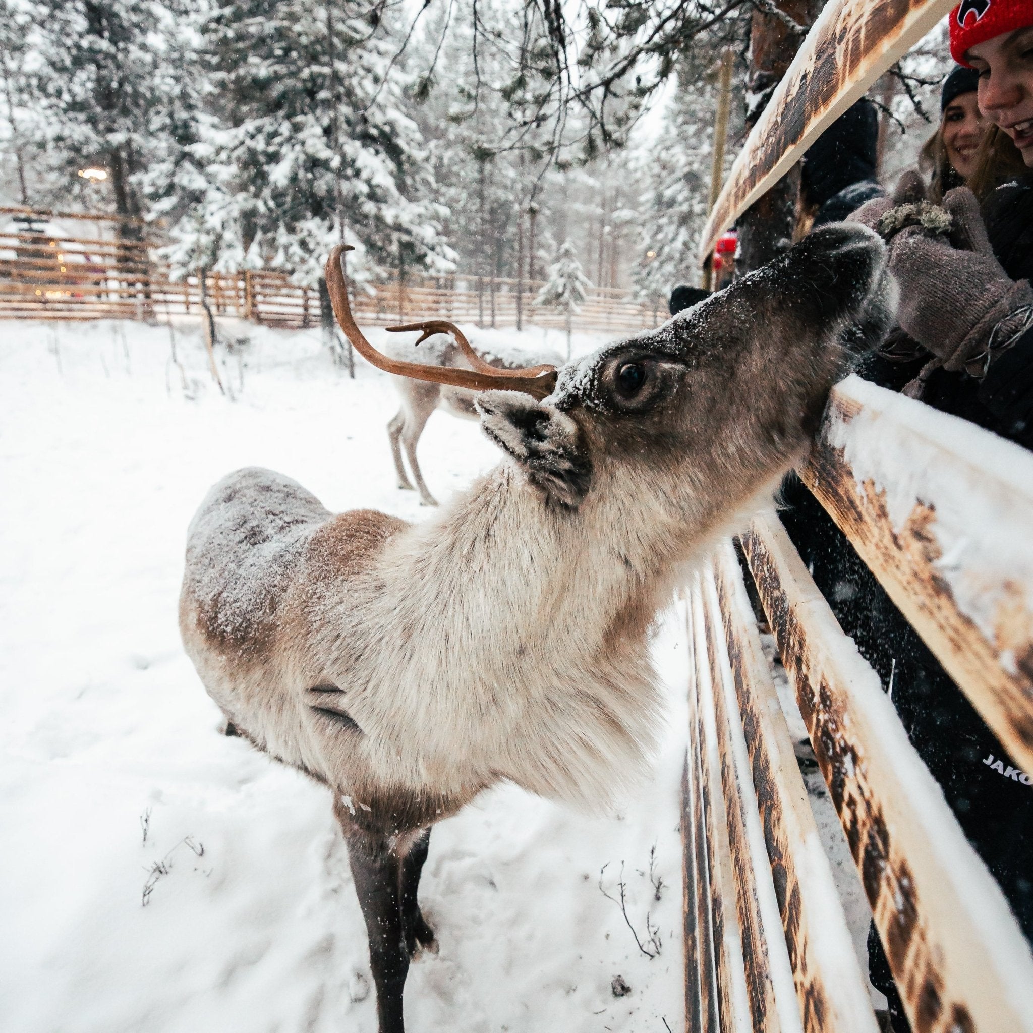 Lapland Winter Park Ultimate Bundle: Area Ticket + Lunch + Sleigh Ride - Lapland Winter Park