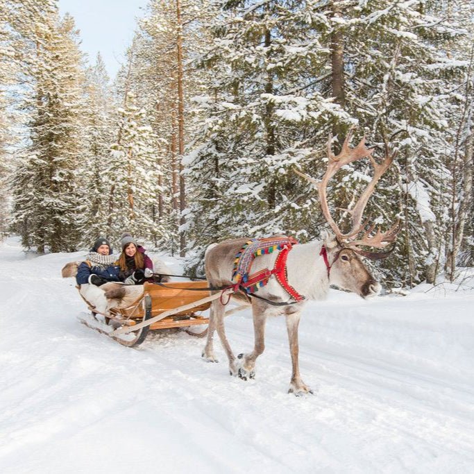 Reindeer Sleigh Ride – 500 meters of Lapland magic - Lapland Winter Park